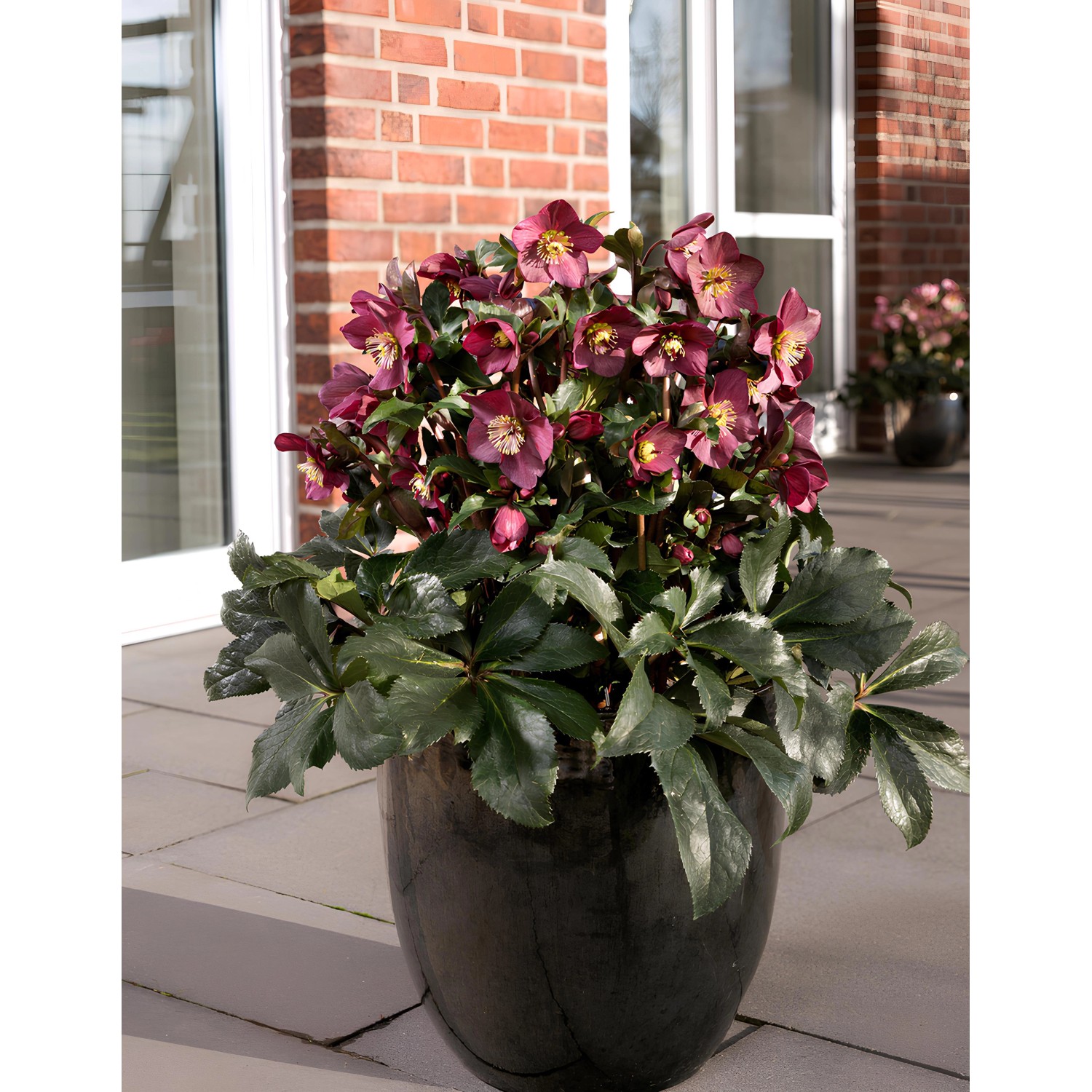 Christrose "Ice N'Roses" Rot TopfØ 15 cm Helleborus niger kaufen bei OBI