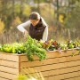 Frau gärtnert im Westmann Hochbeet XL aus Fichte mit Salat, Kohl und Rüben im Garten.
