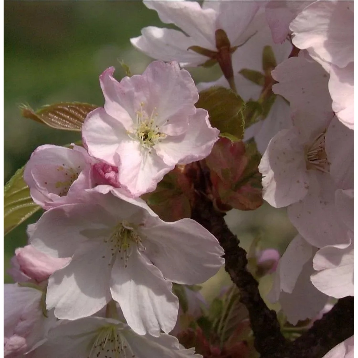 Zwerg Zierkirsche Saki 80-100cm - Prunus