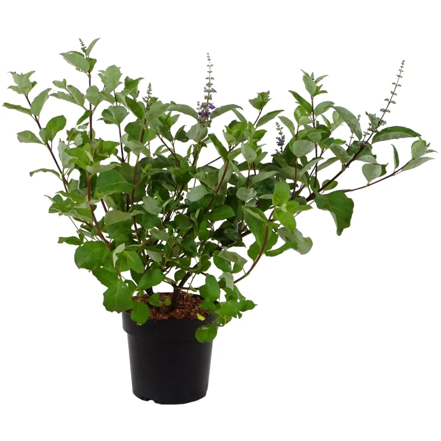 Mönchspfeffer "Chicagoland Blues" ® Höhe ca. 30 cm Topf ca. 4,5 l Vitex