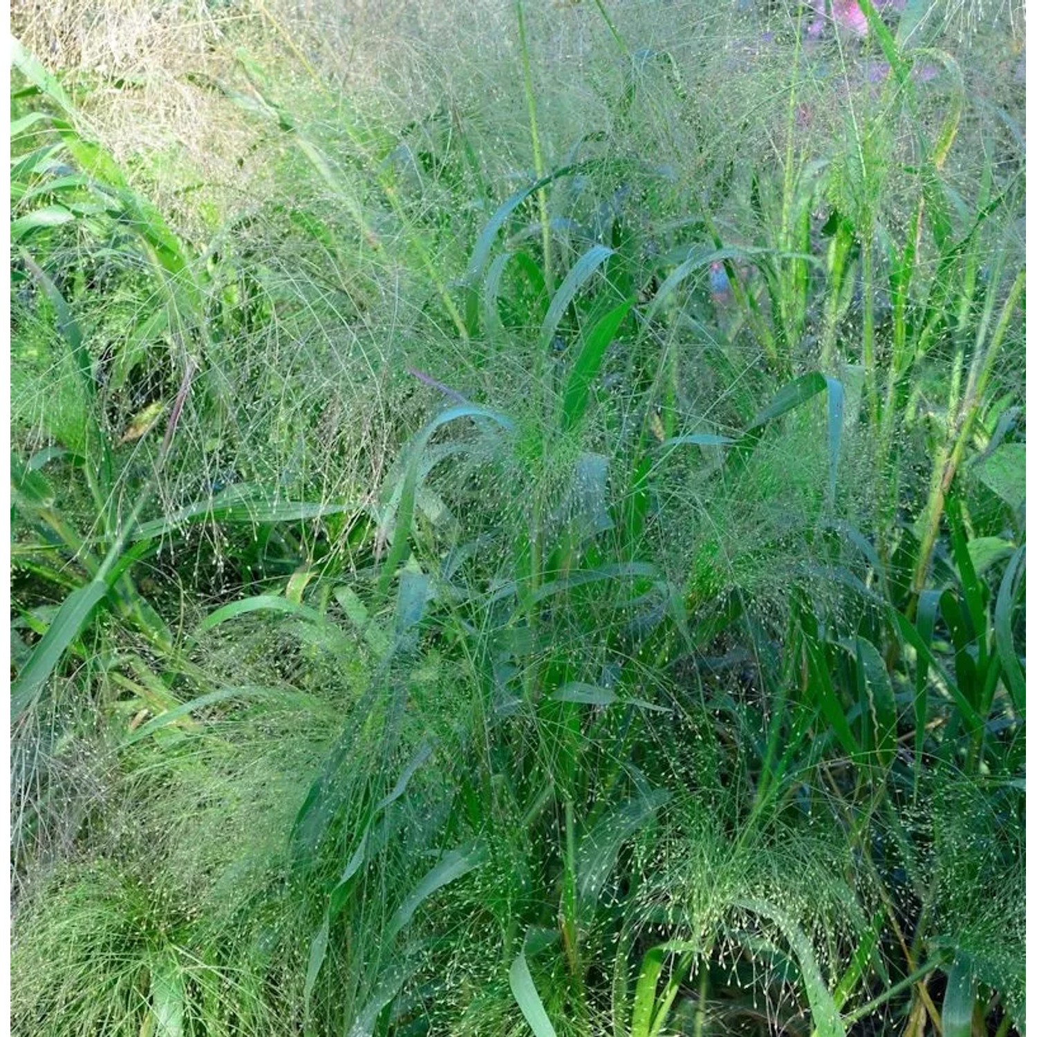 Rutenhirse Blue Fountain - großer Topf - Panicum virgatum