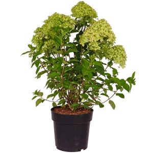 Rispenhortensie Little Lime im Topf, ca. 50-60 cm hoch, mit limettengrünen Blüten.
