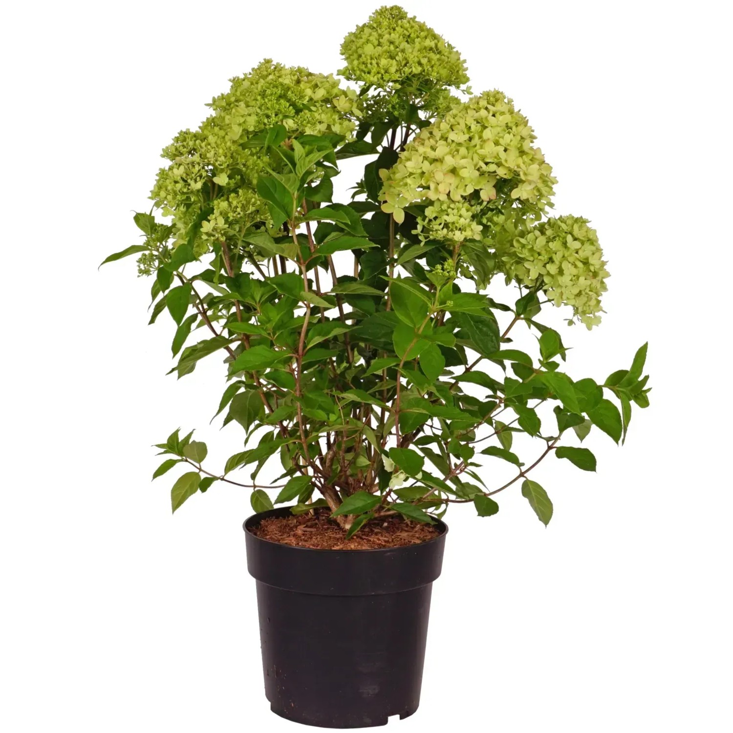 Rispenhortensie Little Lime Höhe ca. 60 cm Topf 6 l Hydrangea paniculata
