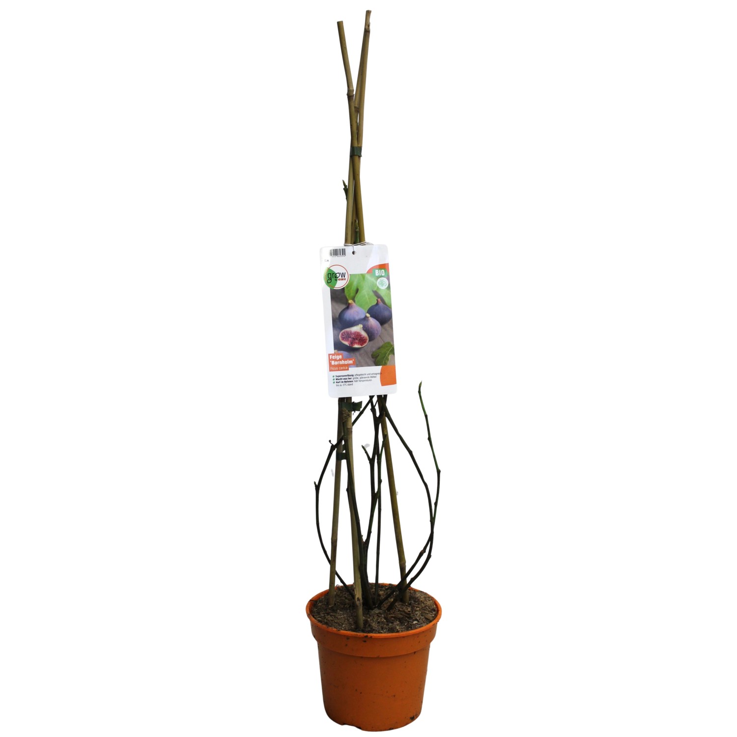 Feige Bornholm Violett Höhe ca. 20 - 30 cm Topf ca. 3 l Ficus carica günstig online kaufen