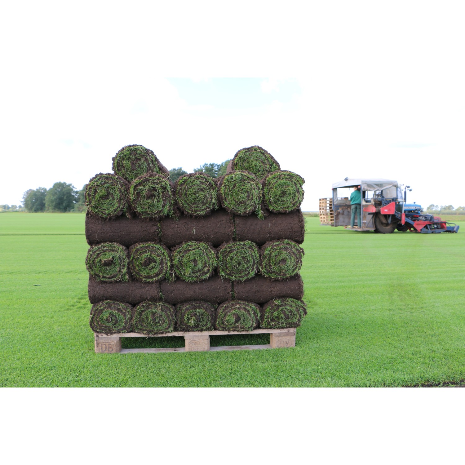 Premium-Rollrasen je m² Bestellmenge 30-39 m² kaufen bei OBI