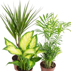 Value Greens, tropisches Pflanzenset mit Bergpalme, Dieffenbachie und Drachenbaum im Topf.