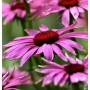 Nahaufnahme von rosa Sonnenhut Little Magnus (Echinacea purpurea) im Garten.