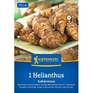 Kiepenkerl Topinambur Helianthus tuberosus