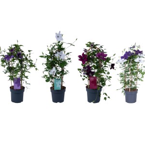Waldrebe Duo Garland im Topf, verschiedene Farben: violett, weiß, dunkelviolett und weiß-violett.