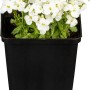 Kaukasische Gänsekresse "Schneehaube" im Topf, weiße Blüten, Bodendecker.