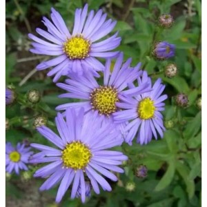 Sommeraster Butzemann (Aster amellus) mit lila Blüten und gelber Mitte.