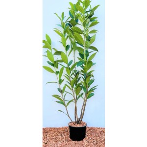 Kirschlorbeer 'Caucasica', 80-100 cm, im Topf. Immergrüne Heckenpflanze mit dichten, grünen Blättern.