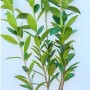 Kirschlorbeer 'Caucasica', 80-100 cm, im Topf. Immergrüne Heckenpflanze mit dichten, grünen Blättern.