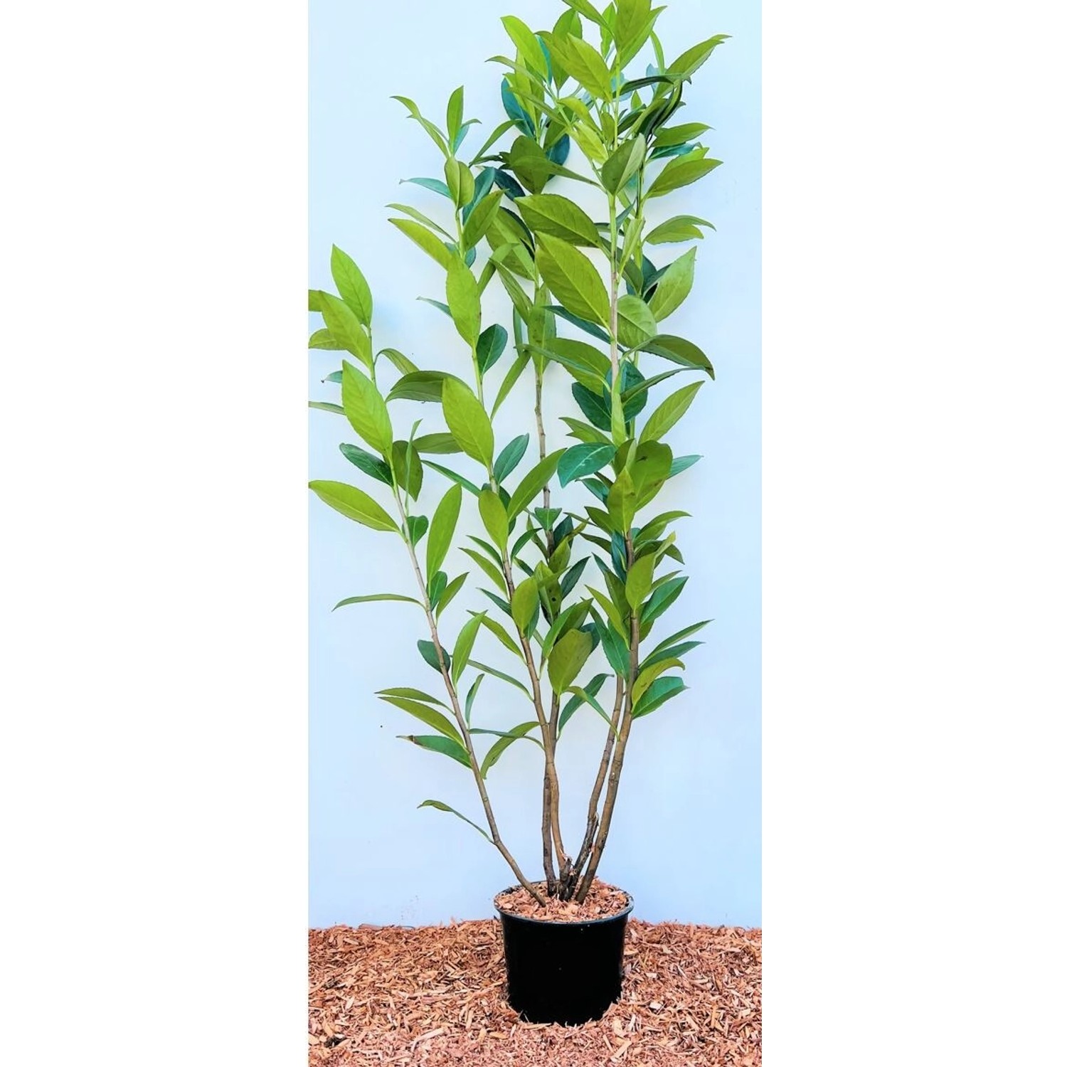 Prunus laurocerasus 'Caucasica' 80-100 cm günstig online kaufen
