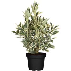 Japanischer Spindelstrauch im Topf, ca. 30-40 cm hoch, grüne Blätter mit weißem Rand.