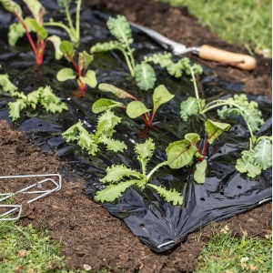 Schwarze Windhager Mulchfolie (1,2x10m) mit Pflanzen auf einem Beet. Unkrautschutz im Garten.