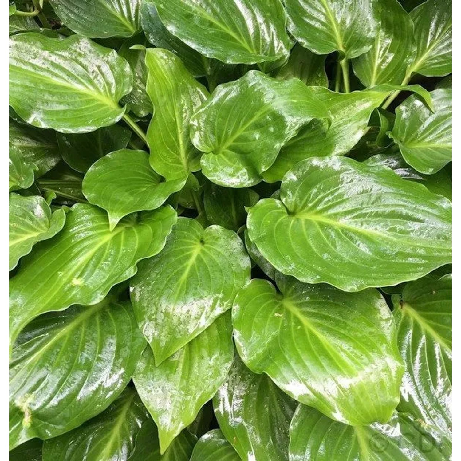 Grünblattfunkie Invincible - Hosta plantaginea