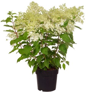 Rispenhortensie Phantom im Topf, ca. 50-60 cm hoch, mit cremeweißen Blütenständen.