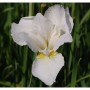 Nahaufnahme der weißen Sibirischen Schwertlilie 'White Swirl'.