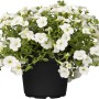 Weißes Zauberglöckchen (Calibrachoa) im Topf, Hängepflanze für Beet und Balkon.