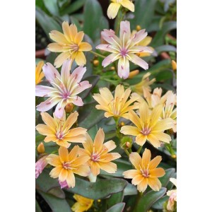 Lewisia Longipetala Little Peach Staude im 9x9 cm Topf mit zart pfirsichfarbenen Blüten.