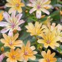 Lewisia Longipetala Little Peach Staude im 9x9 cm Topf mit zart pfirsichfarbenen Blüten.