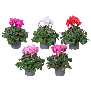 Verschiedenfarbige Alpenveilchen (Cyclamen persicum) im Topf, ideal für Balkon und Terrasse.