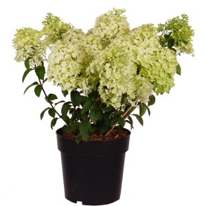 Zwerg-Rispenhortensie Bobo im Topf, ca. 50-60 cm hoch, mit weißen Blüten.