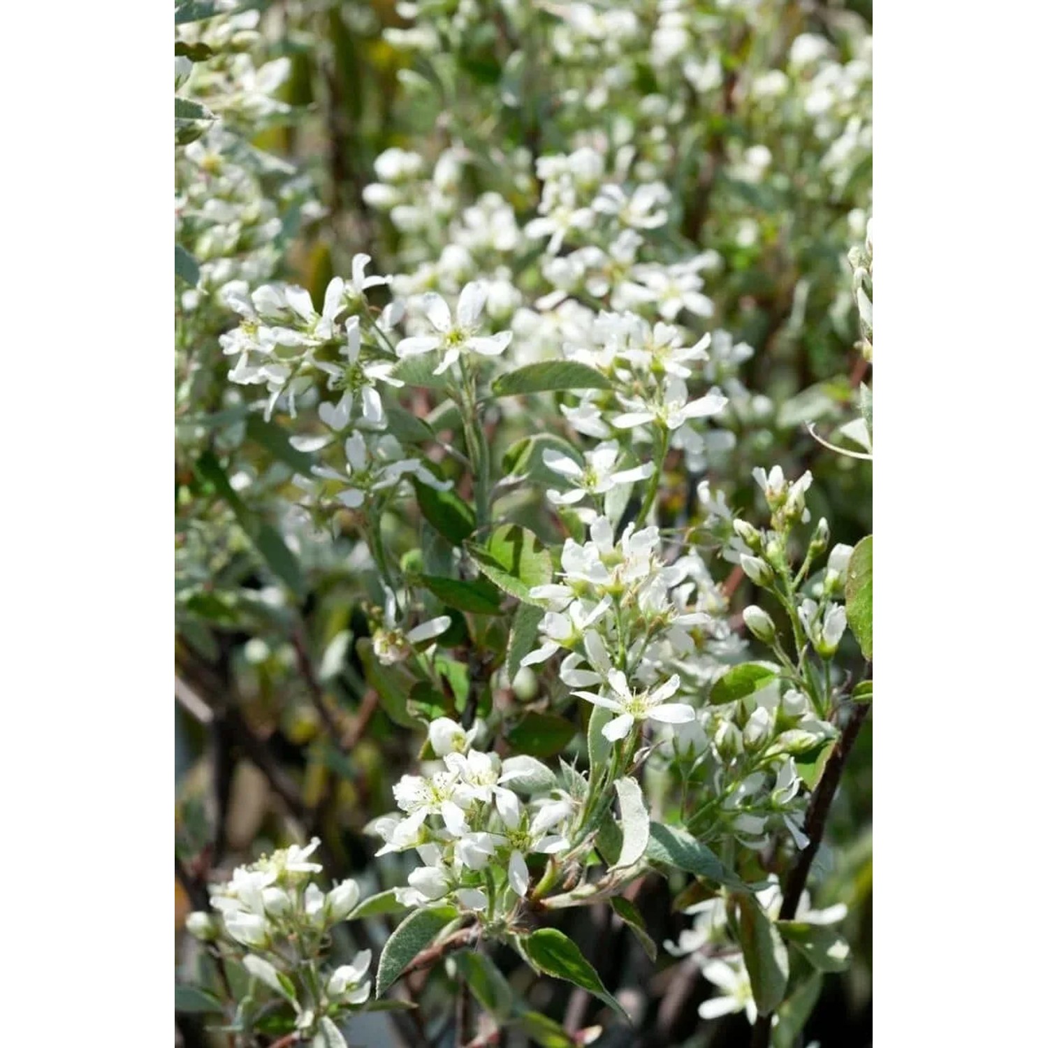 Nahaufnahme der Felsenbirne 'Smoky' (100–125 cm) mit weißen Blüten.