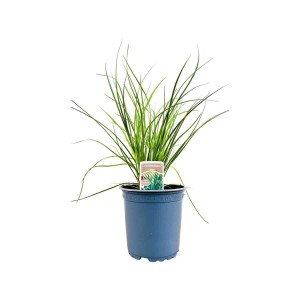 Allium Tuberosum (Knoblauch-Schnittlauch) im Topf, grüne Blätter. Stauden für Beet und Kübel.