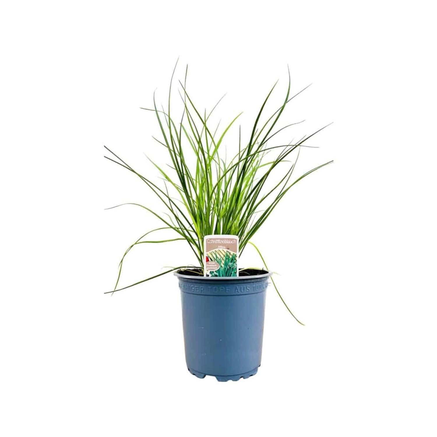 Allium Tuberosum Knolau Ca. 11x11 cm Topf günstig online kaufen