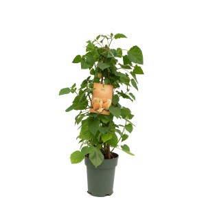 Andenbeere (Physalis peruviana) im Topf, ca. 90-110 cm hoch, mit grünen Blättern und Früchten.