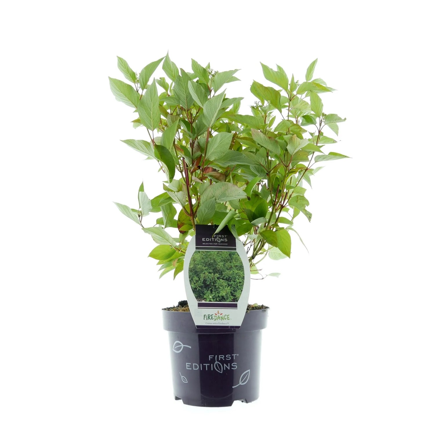 Seidiger Hartriegel Firedance Weiß Höhe 30 - 40 cm Topf 3,5, Cornus sericea