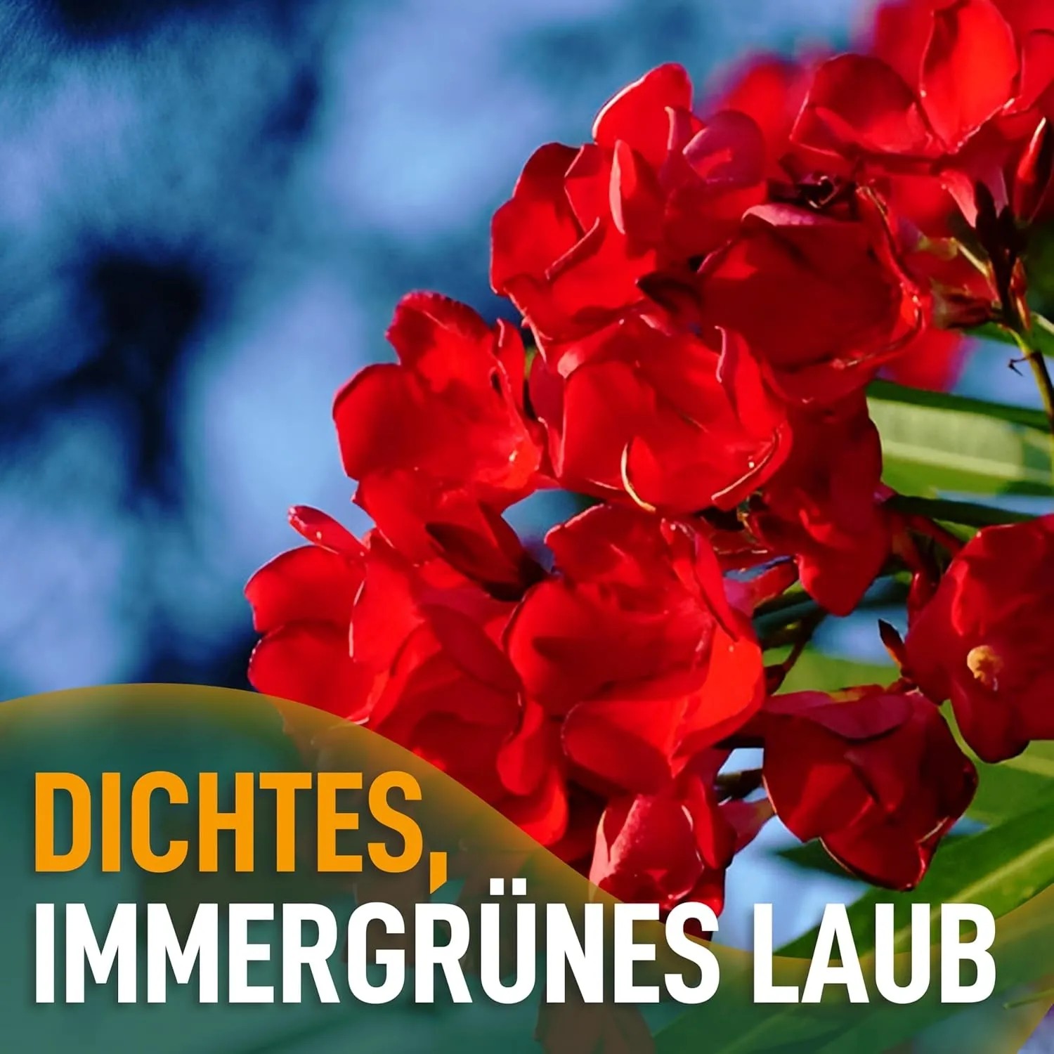 Nahaufnahme des roten Oleanders 'Sunny Tree'. Blühende Kübelpflanze mit mediterranem Flair.