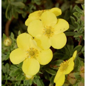 Gelber Fünffingerstrauch 'Sommerflor' (Potentilla fruticosa) im Detail.