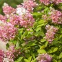 Rispenhortensie Pink Diamond, 40-60 cm hoch, mit rosa Blüten und grünen Blättern.