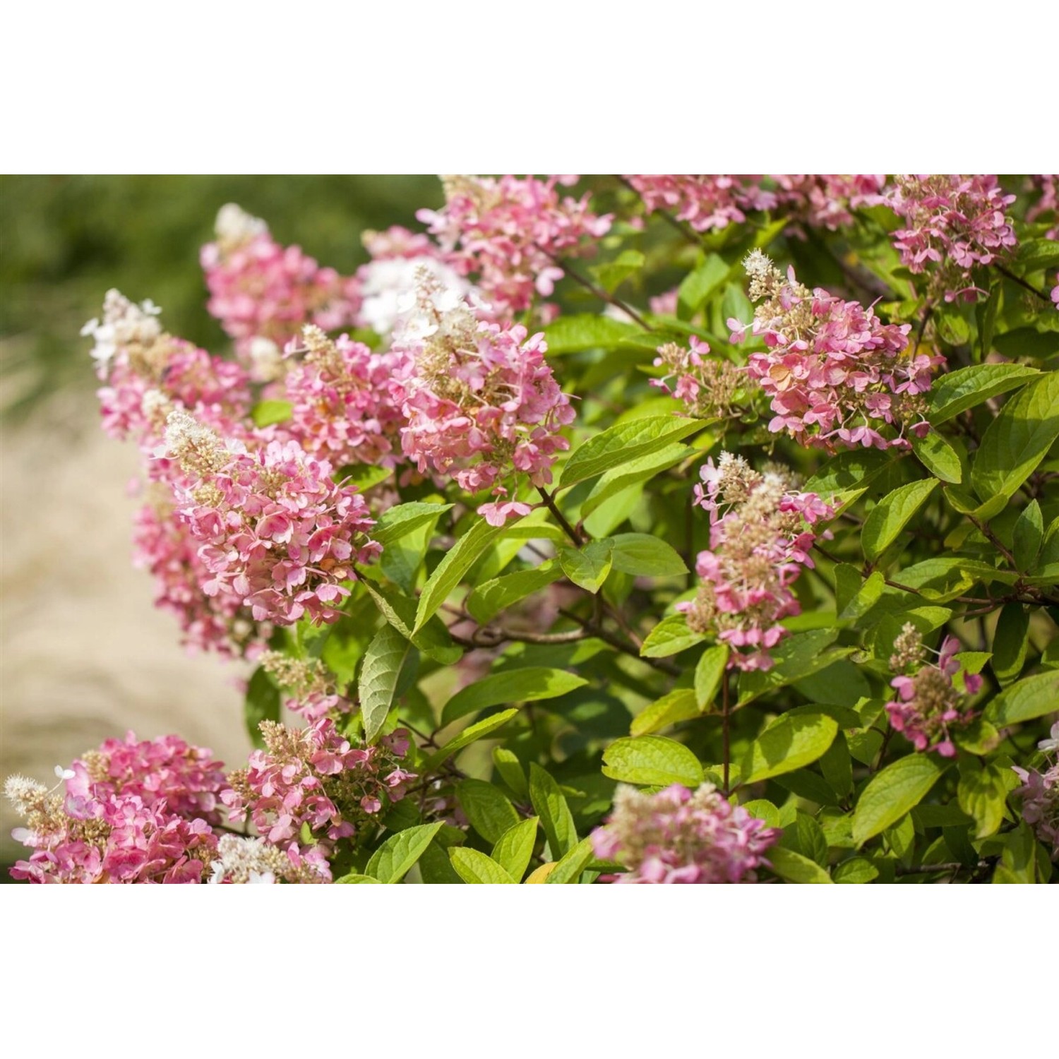 Hydrangea Paniculata Rispenhortensie Pink Diamond 40-60 cm günstig online kaufen