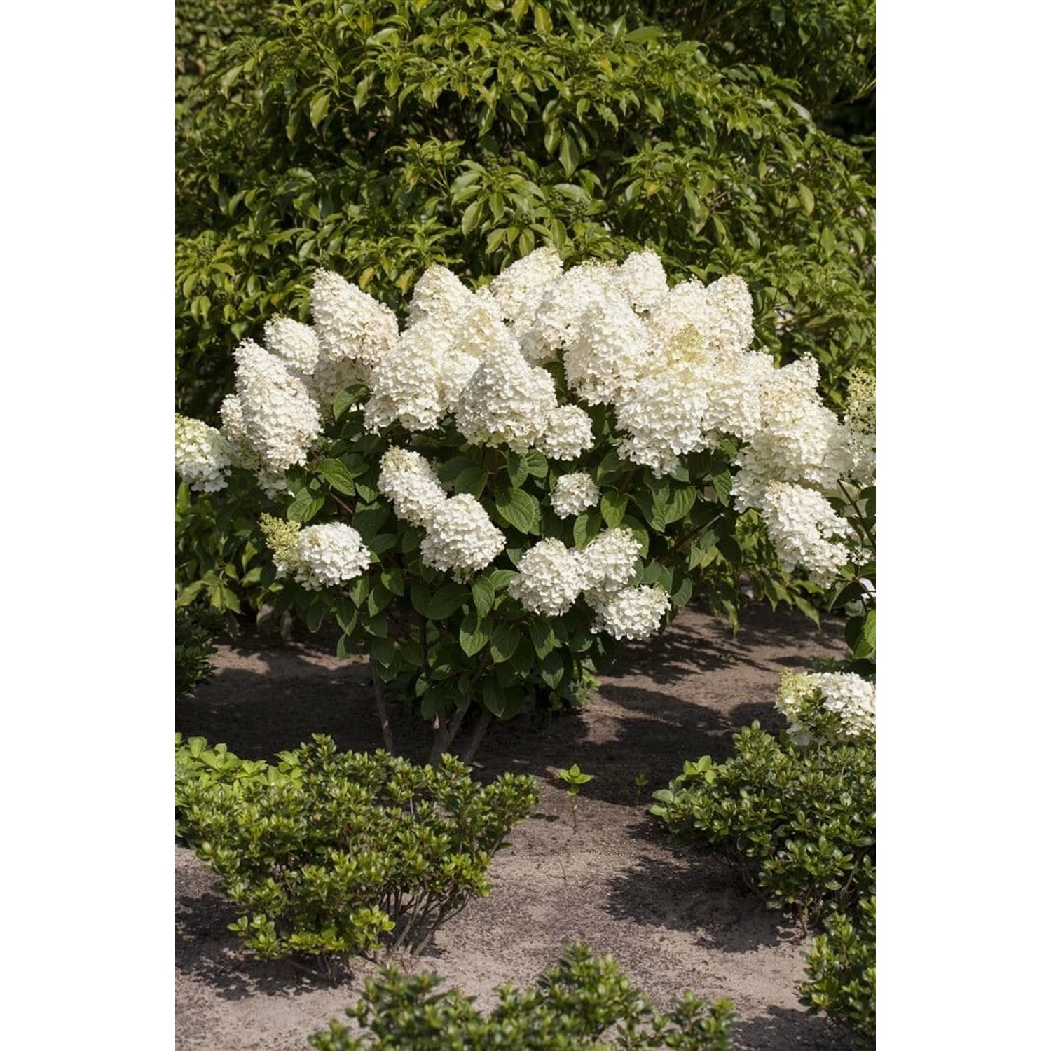 Hydrangea Paniculata Rispenhortensie Silver Dollar 60-80 cm günstig online kaufen
