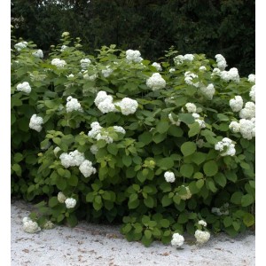 Ballhortensie Grandiflora 60-80cm - Hydrangea arborescens