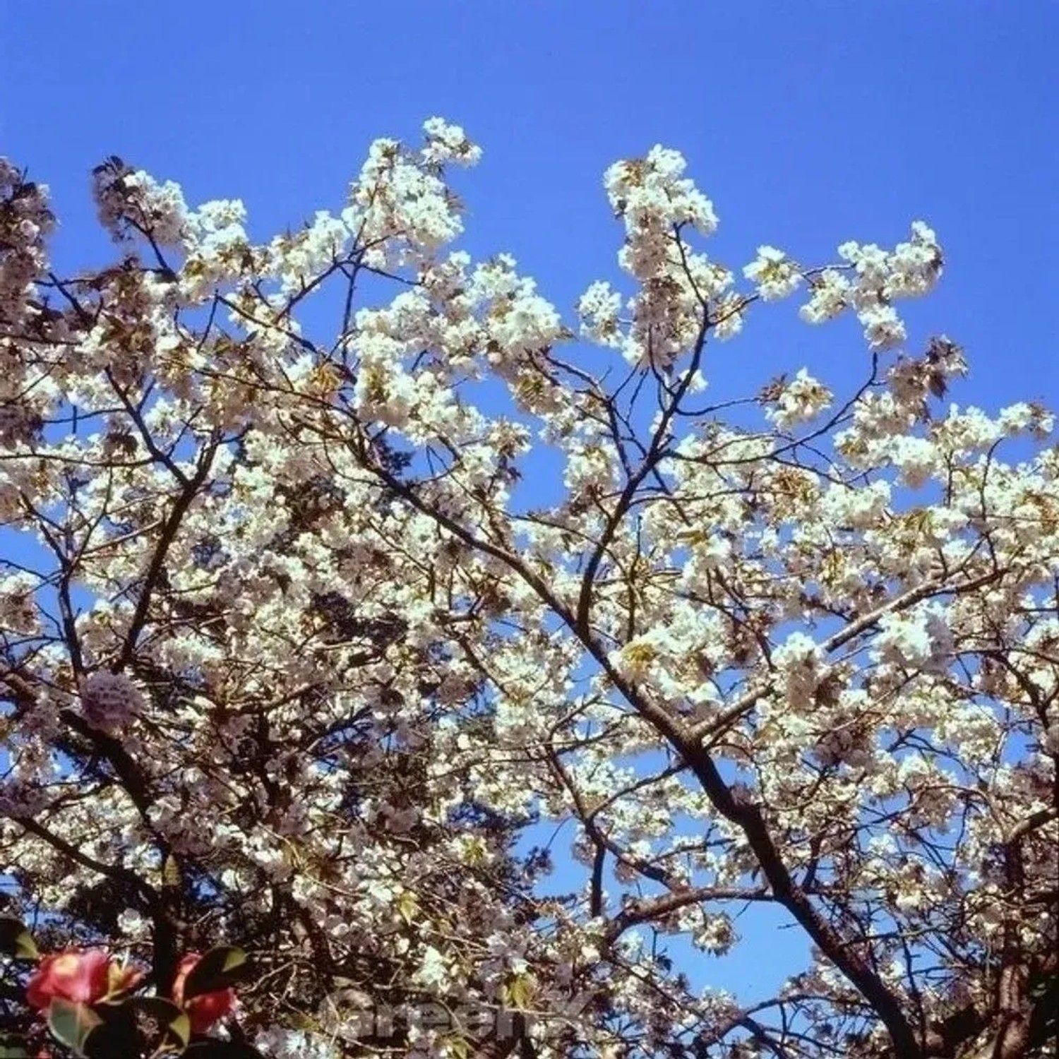 Japanische Blütenkirsche Tai Haku 80-100cm - Prunus serrulata