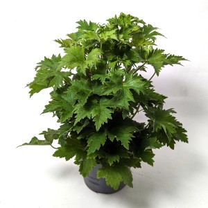 Bauerngarten Stauden Mix, ca. 32 cm hoch, grüne Blätter im Topf.