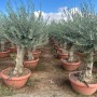 Sunny-Tree Olea Europea Winterharte Verzweigter Olivenbaum 180 cm im Decotopf 45 Jahre alt_6