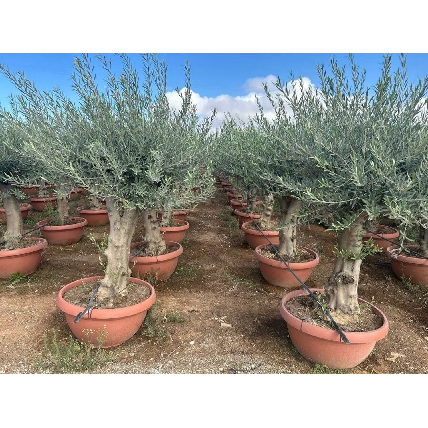 Sunny-Tree Olea Europea Winterharte Verzweigter Olivenbaum 180 cm im Decotopf 45 Jahre alt_6