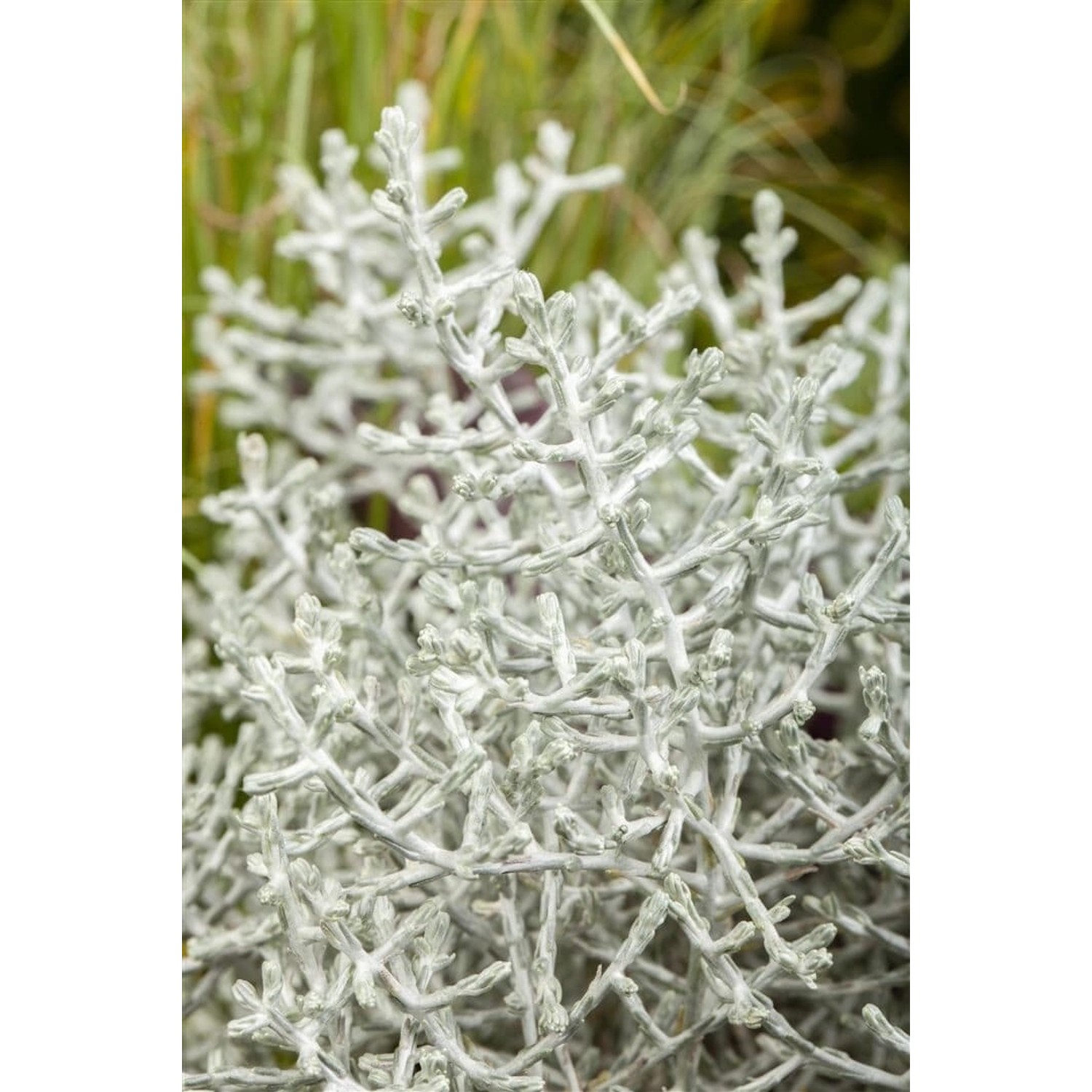 Calocephalus Brownii Silberkörbchen 12-15 cm günstig online kaufen