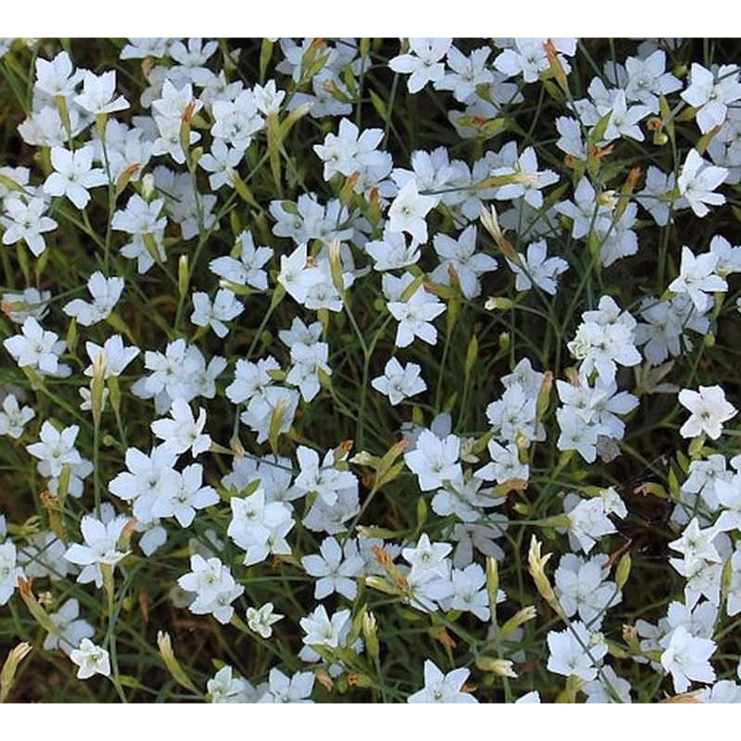 Heidennelke Alba - Dianthus deltoides günstig online kaufen