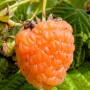 Nahaufnahme einer goldgelben Himbeere Autumn Amber (Rubus idaeus) am Strauch.