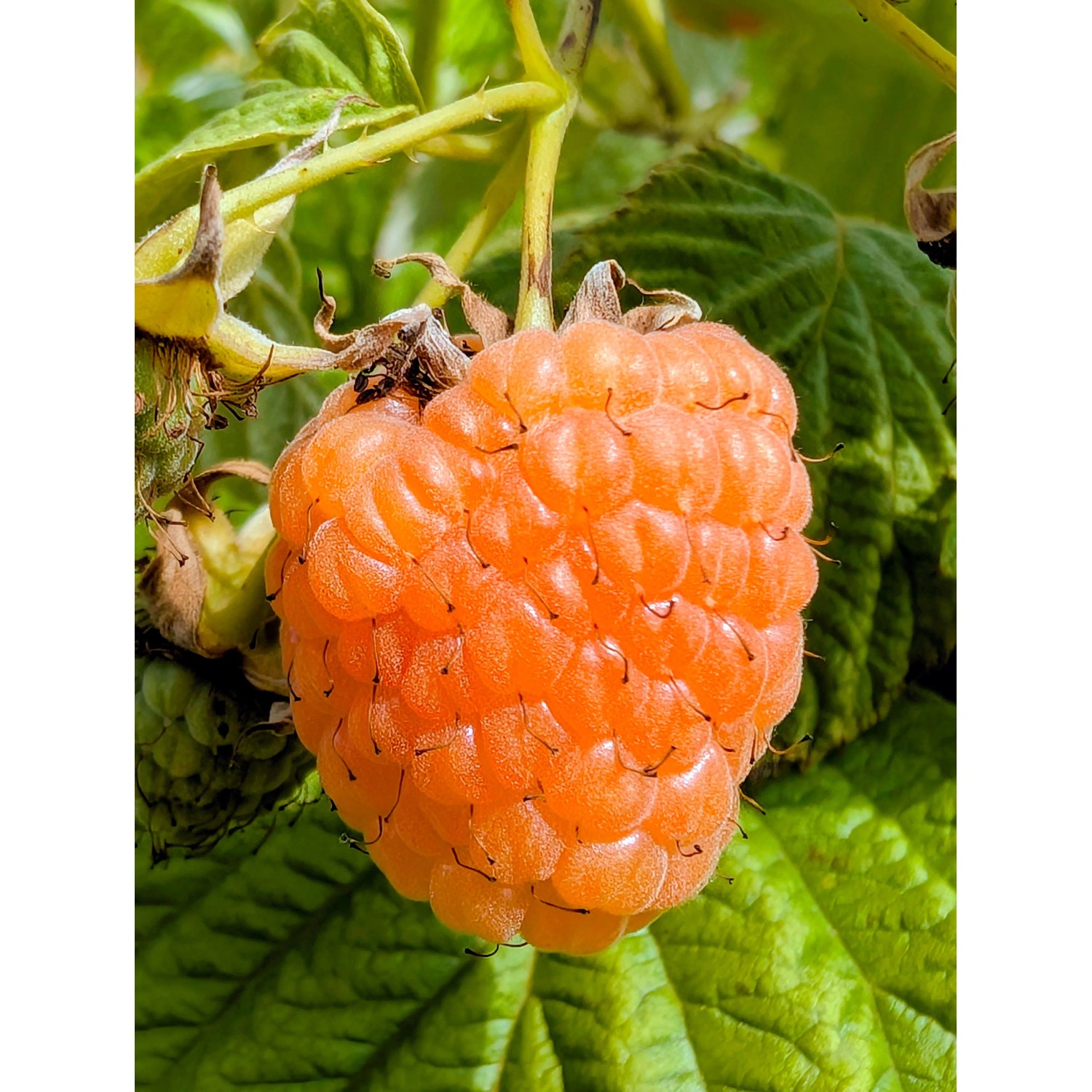Himbeere Autumn Amber 40 - 60 cm Rubus idaeus günstig online kaufen