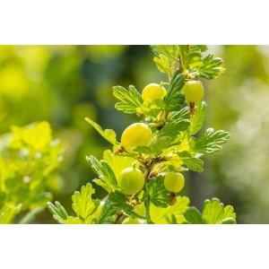 Grüne Stachelbeere 'Hinnonmäki Grün' am Strauch mit Blättern. Beerenstrauch für Garten und Kübel.