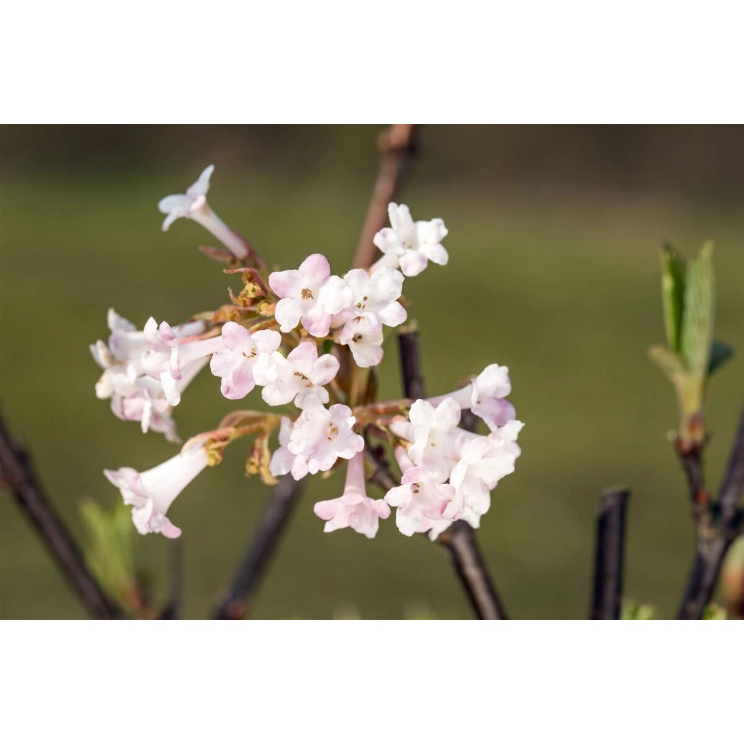 Viburnum Farreri Duftschneeball Weiß-Rosa 150–175 cm günstig online kaufen