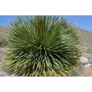 Winterharte Palmlilie (Yucca filamentosa) als Topfpflanze für Garten & Kübel.